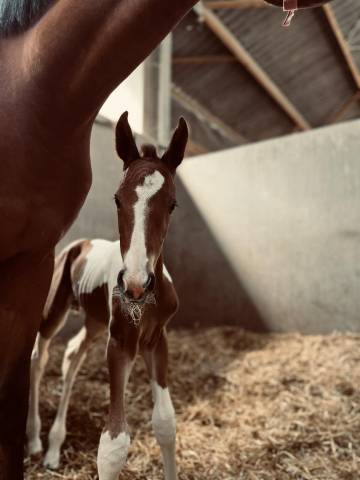 ✨ disponible – tip-top de lady j 2025 ✨