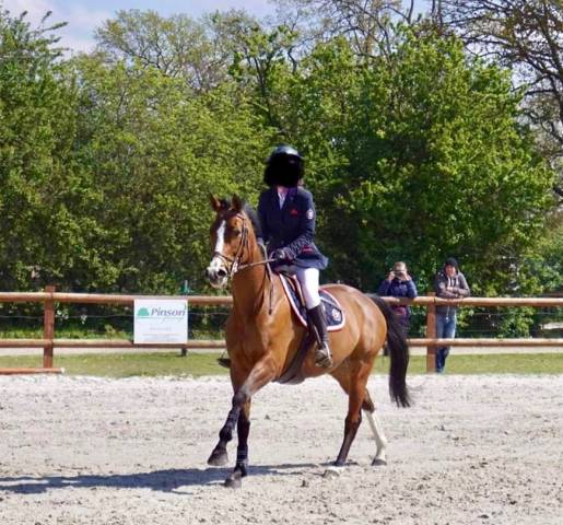 A vendre jument selle français 15 ans 