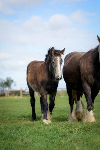 Pouliche irish cob pp isabelle sooty top caractère