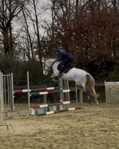 Poney oc de sport à vendre