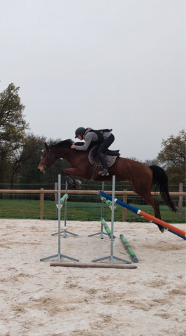 Jument - 6ans - cso hunter cce