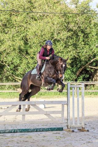 Vends hongre de 7 ans