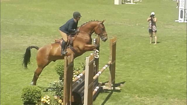 Cheval, selle francais de 12 ans