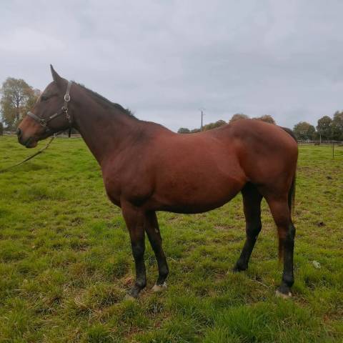 Poulinière pur sang 