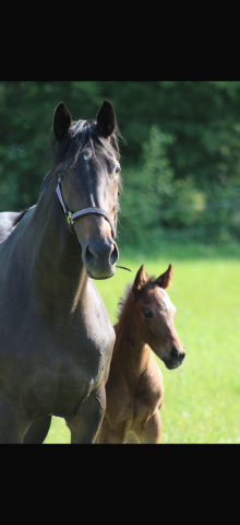 à vendre – jument pur-sang