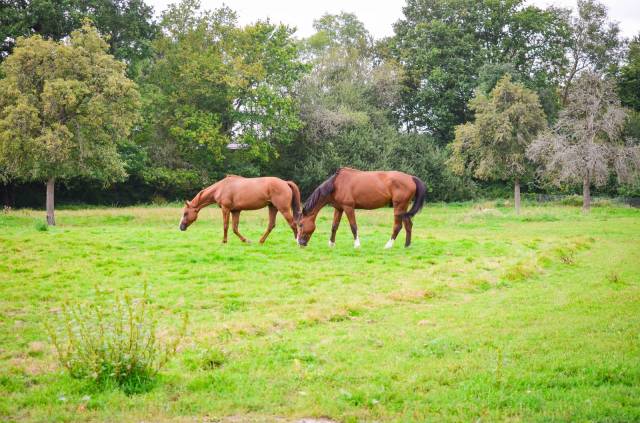 Pension pour chevaux – petit haras familial