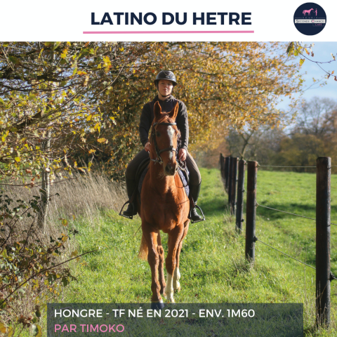 Latino du hetre - tf - 4 ans