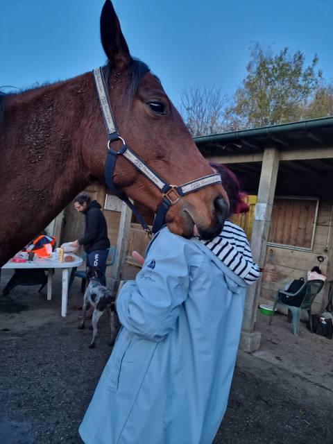 Jument plein papier a vendre