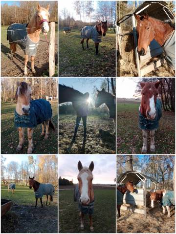 Demi pension, tier de pension chevaux