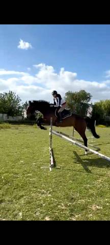 Jument pp irish spoert horse