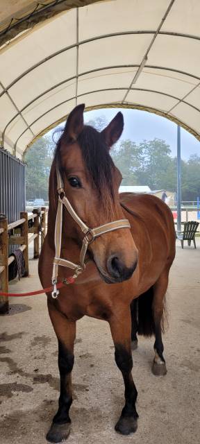 Jument franche-montagne pp 10 ans