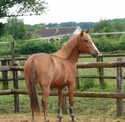 Oasis, élégance dorée et puissance tranquille
