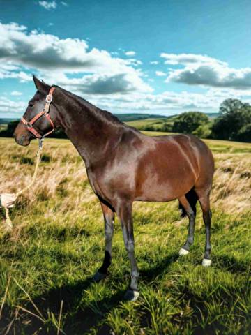 Jument dressage expérience en compétition
