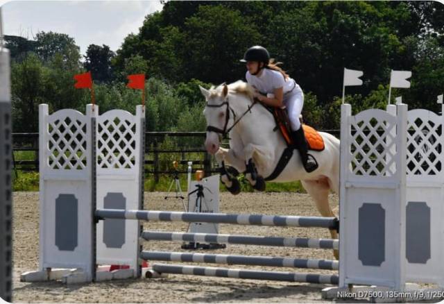 A vendre magnifique ponette d connemara 