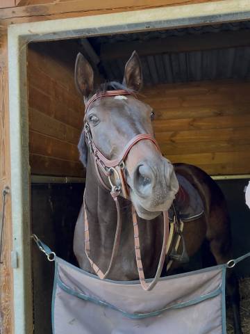 Le rouge et noir  (contacter moi par message svp)