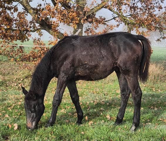 Poulain mâle anglo arabe 