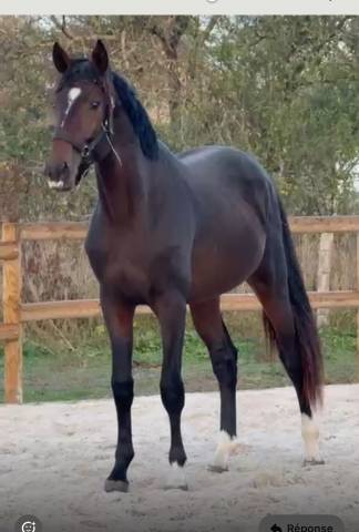 Hongre 3 ans 
