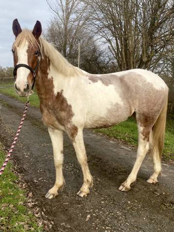 Super jument de loisirs 