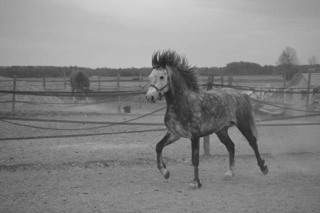 A v. société agricole locataire écurie propriétaire 77