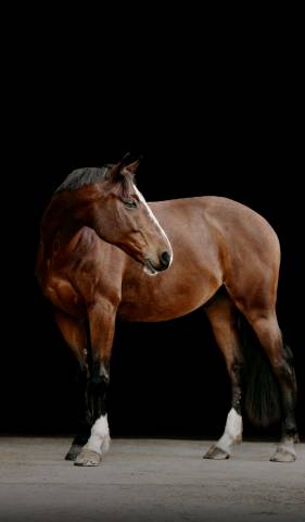 Adorable cheval en demi-pension disponible!