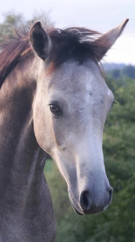 Poulain pfs (foal)