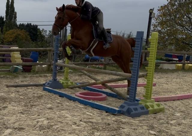 Jeune cheval de sport 