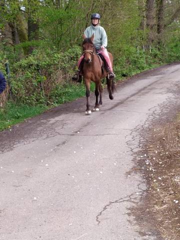 Vends cheval de race paso fino