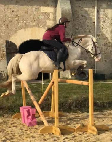 Deep blue des zimb : entier pfs crème à louer pour saillies 2026