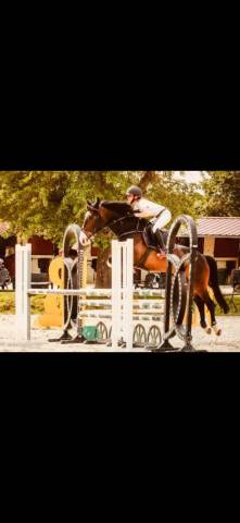 Top gentille jument pour cso, petite amateur ou club