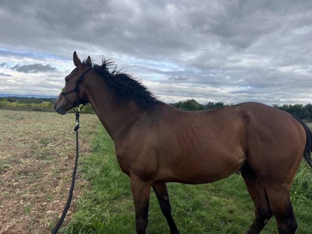 pur-sang de 6 ans à remettre tranquillement au travail