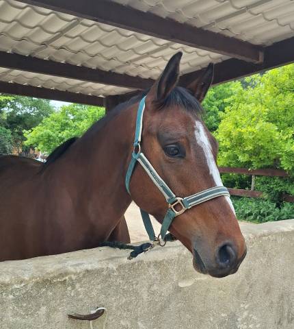 Cheval de sport  de 4 ans