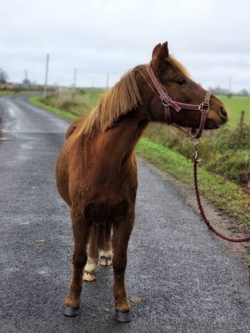 Ponette francais de selle