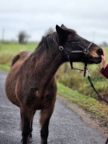Poney new forest