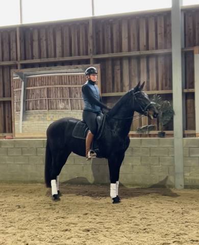 Cheval de dressage super polyvalent