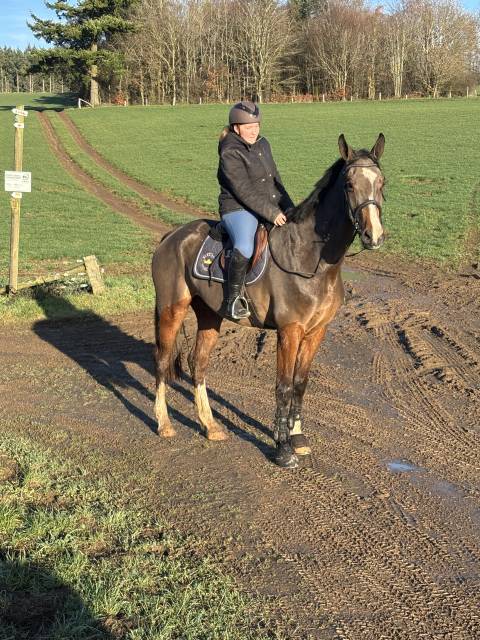 Super cheval prometteur de confiance 