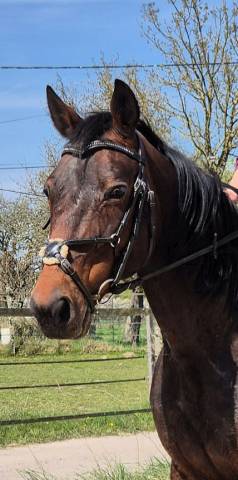 Gentille jument à prendre en demi-pension