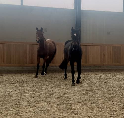 Jument pour sport ou élevage 