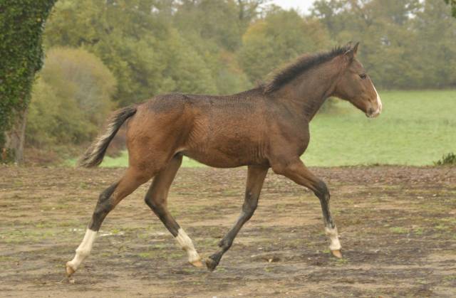 Vadeemos - poulain psl