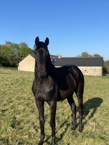 Magnifique jument d’avenir pour le cce