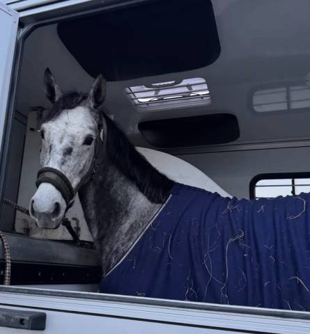 Superbe petite jument grise de 5 ans