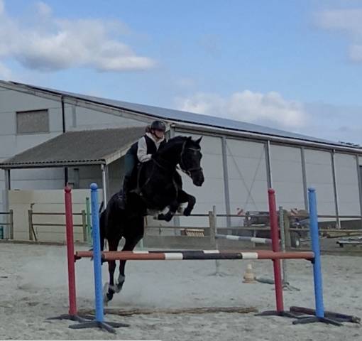 Hongre de 7 ans à vendre 