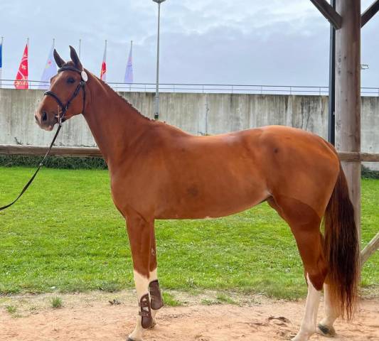 Jument sf 3 ans falko de hus