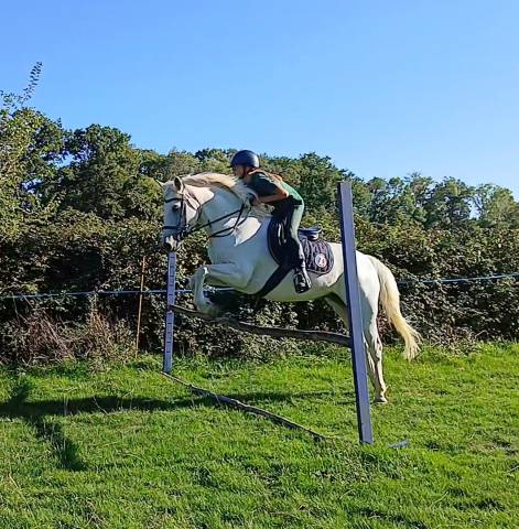 Jument typé connemara