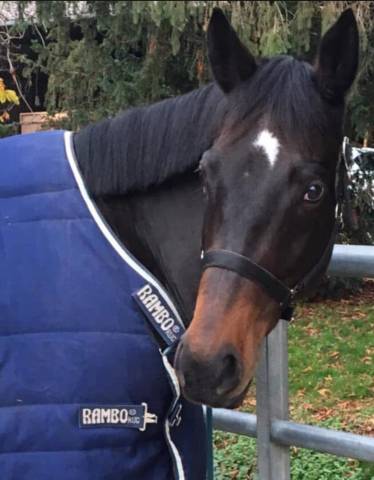 Pyrate - superbe hongre bai de 13 ans