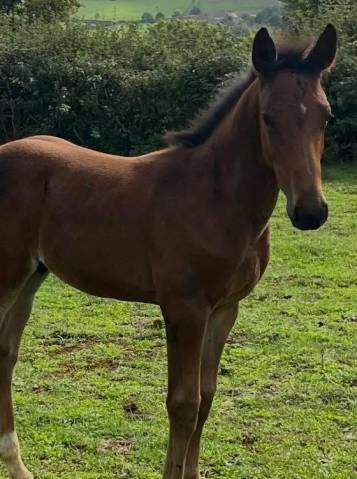 à vendre ou échange poulain sf par halifax