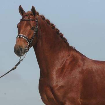 A vendre hongre kwpn dressage 2012