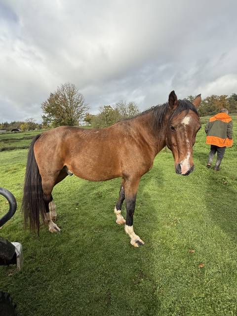 Etalon pur-sang arabe