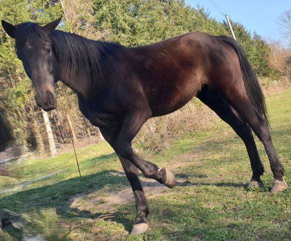 Trotteur réformé (11 ans) compagnon loisir affectueux