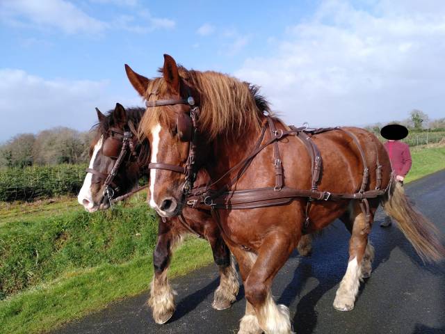 Jument de trait breton doucette