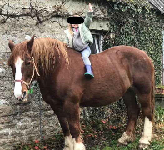 Jument de trait bretonne